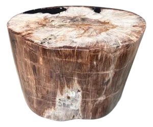 Andrianna Shamaris Ancient High Quality Petrified Wood Side Table