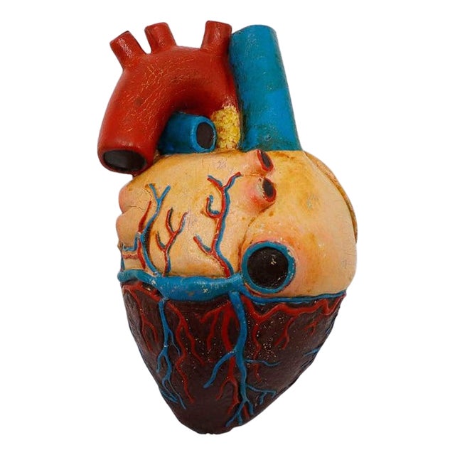 1940s Heart Anatomical Model Life Size For Sale