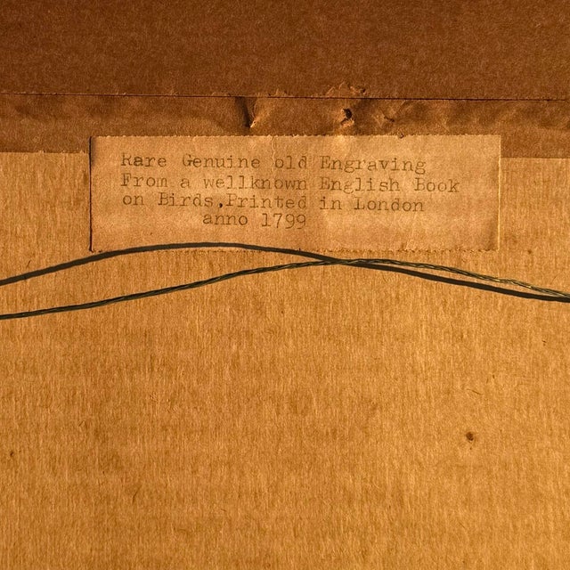 White 18th-Century English Hand-Colored Natural History Orinthology Bird Engravings, Pair For Sale - Image 8 of 8