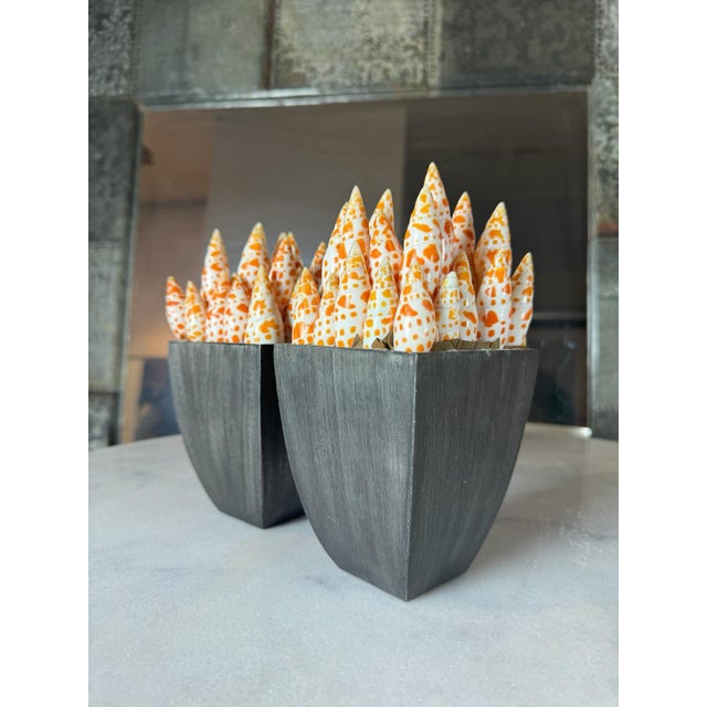 American Pair of Mitra Mitra Shell Vases – Coastal Nautical Decor For Sale - Image 3 of 8