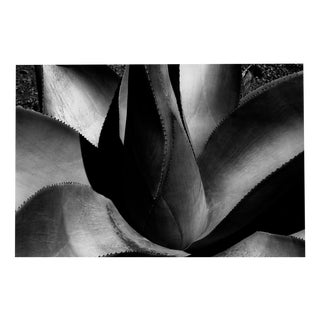 Agave - Monochrome Abstraction, from Limited Edition of 20 2025 For Sale