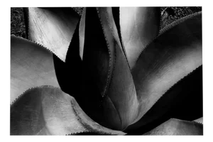 Agave - Monochrome Abstraction, from Limited Edition of 20 2025