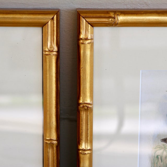19th Century Cassell Bird Chromolithographs in Gold Bamboo Frames - A Pair For Sale - Image 11 of 12