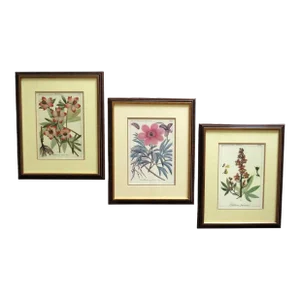 Set of 3 Botanical Lithograph Prints Floral Flowers Still Life Framed