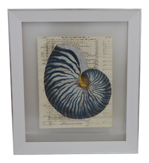 Painting of Blue Nautilus on 18th Century Manuscript Paper