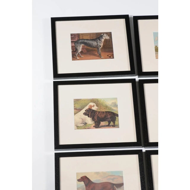 Mid 20th Century Single Print - Cassell, Petter, Galpin & Co Chromolithograph Dog Print in Black Frame For Sale - Image 5 of 12