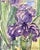 Original Watercolor Painting “Amethyst Iris” For Sale - Image 4 of 9