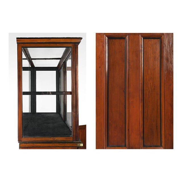 Mahogany Display Case of the Great Zoological Museum of Cambridge For Sale - Image 6 of 9