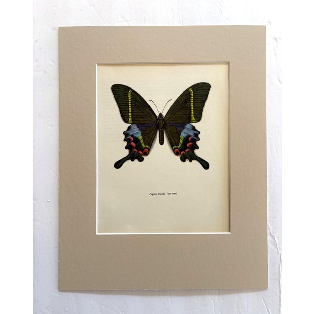 Realism Vintage 1965 Butterfly Print in 11x14 Mat: Papilio Krishna/Krishma Peacock, EUC For Sale - Image 3 of 3