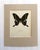 Realism Vintage 1965 Butterfly Print in 11x14 Mat: Papilio Krishna/Krishma Peacock, EUC For Sale - Image 3 of 3