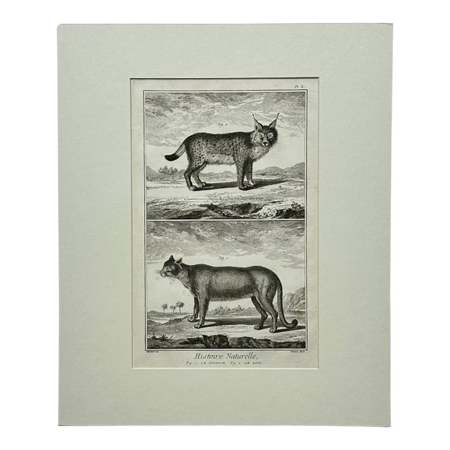 The Cougar & Lynx by Buffon, Circa 1744 For Sale