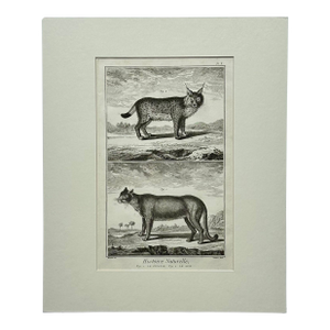 The Cougar & Lynx by Buffon, Circa 1744