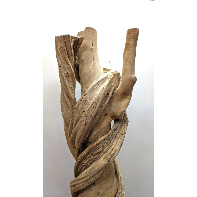 Natural Liana Vine Sculpture For Sale - Image 9 of 12