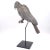 Tole Folk Art Parrot on Later Stand, Possibly French or French Colonial, Circa 1900 For Sale In San Francisco - Image 6 of 9