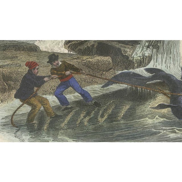 After Édouard Traviès, Le Squale Scie (Sawfish), 1840, Hand-Colored Engraving For Sale - Image 7 of 9