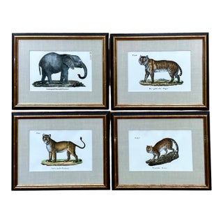 Vintage Framed Animal Illustrations - Set of 4 For Sale