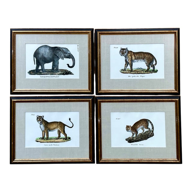 Vintage Framed Animal Illustrations - Set of 4 For Sale