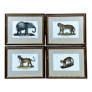 Vintage Framed Animal Illustrations - Set of 4