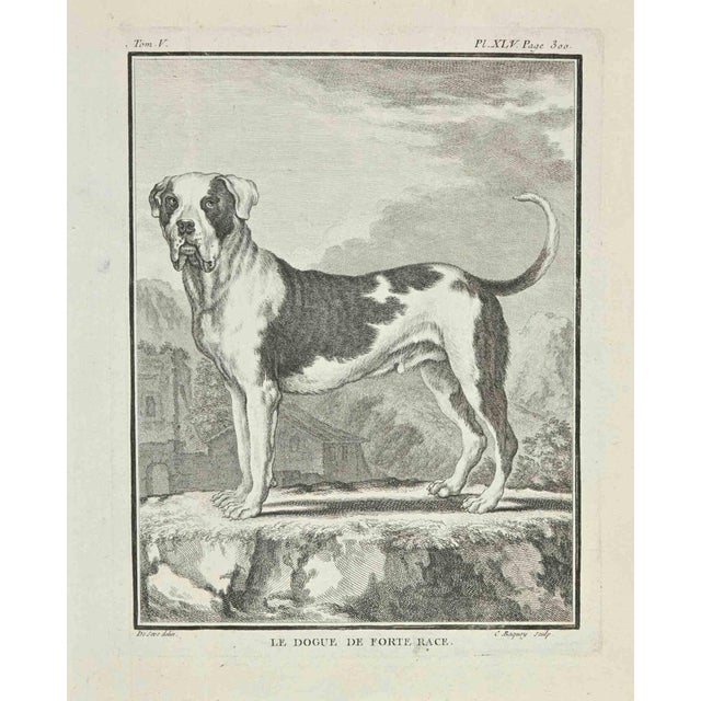 Jean Charles Baquoy, Le Dogue de Forte Race, Etching, 1771 For Sale