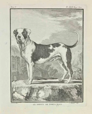 Jean Charles Baquoy, Le Dogue de Forte Race, Etching, 1771