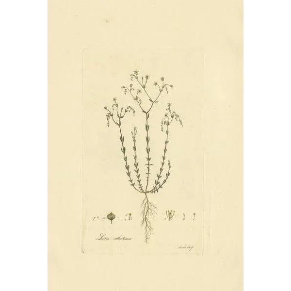 Antique botany print titled 'Linum Catharticum'. Hand colored engraving of Linum Catharticum, also known as purging flax,...