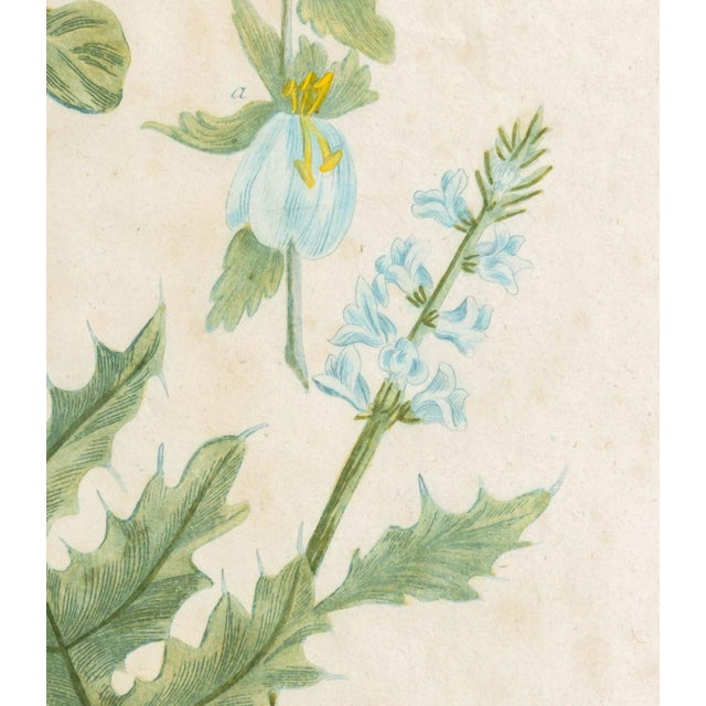 Johann Wilhelm Weinmann Botanical Engravings, Pair For Sale - Image 11 of 14