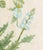 Johann Wilhelm Weinmann Botanical Engravings, Pair For Sale - Image 11 of 14