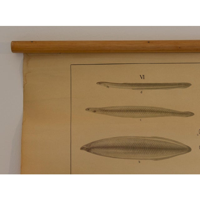 Physiology of Fish School Chart, 1960s For Sale - Image 4 of 6
