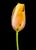 Tulipa Batavia by Dale Grant – Signed Limited Edition Yellow Tulip Metal Print | Framed & Ready to Hang For Sale