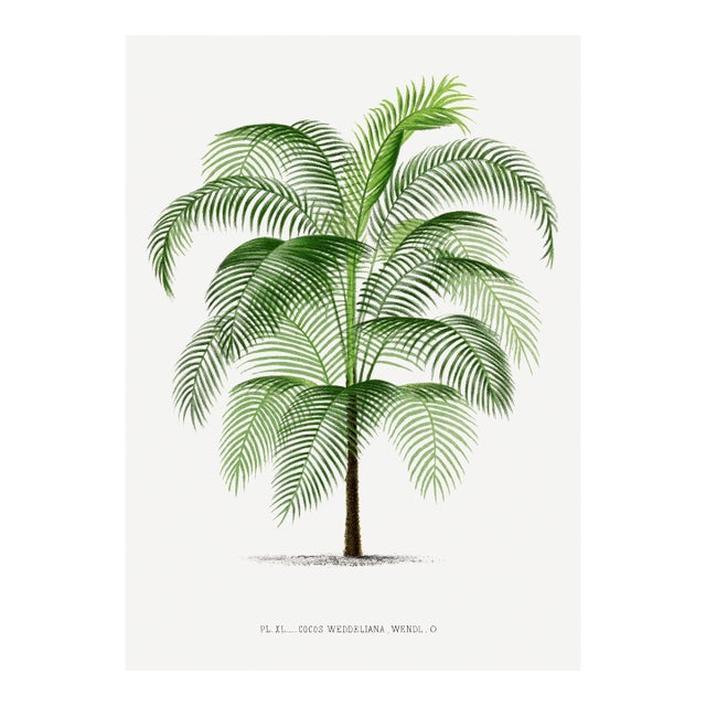 Tropical Palm Study, Vintage Botanical Art Print Reproduction, 16" X 24" For Sale
