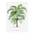 Tropical Palm Study, Vintage Botanical Art Print Reproduction, 16" X 24" For Sale
