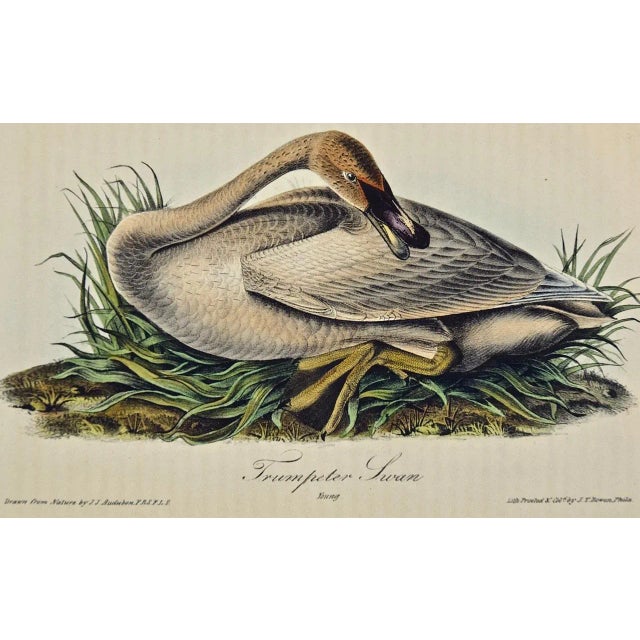An original rare and extremely collectible first edition John James Audubon hand colored royal octavo lithograph entitled...