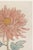 Japanese Pink Flower by Hasegawa, Vintage Japanese Botanical Art Print, 40" X 60" For Sale - Image 3 of 10