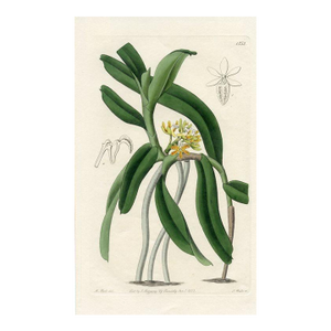 1833, Saccolabium Orchid Print, the Botanical Register, Original Antique Orchid Print, Engraving, Hand Colored, England