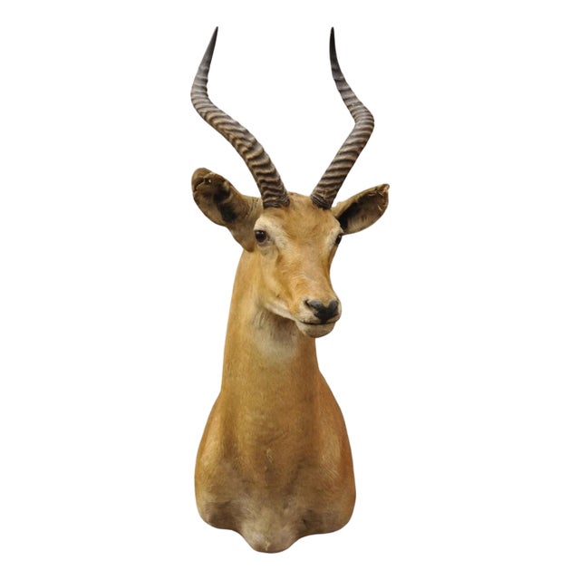 Vintage African Impala Shoulder Mount Wall Taxidermy Man Cave Lodge Home Decor For Sale