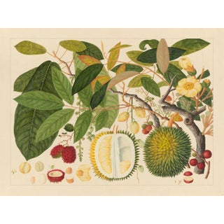 Golden Tropic Botanicals, Giclée Print #11 Reproduction For Sale