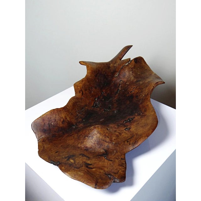 Brown Large Bowl in Dark Raw Wood, 1950s For Sale - Image 8 of 17