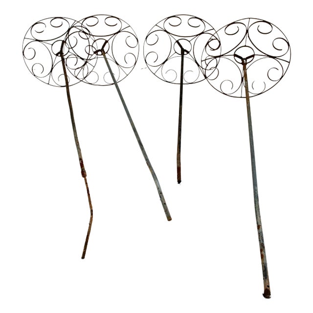 Set of Four French garden Rose Trees For Sale