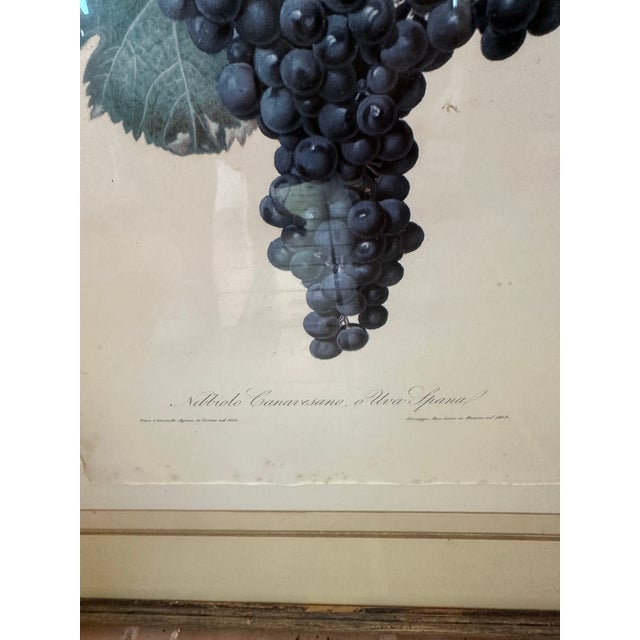 This is a vintage print of Nebbiolo canavesano uva Spana by Giuseppe Pera