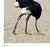Contemporary Mr Strange, Ostrich Policy, 2019, Screen Print For Sale - Image 3 of 6