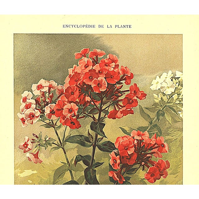 This is one of a small grouping of RARE antique 1903 French botanicals that we recently purchased. It showcases one of the...