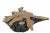 2010s Organic Modern Star Teak Root Coffee Table For Sale - Image 5 of 10