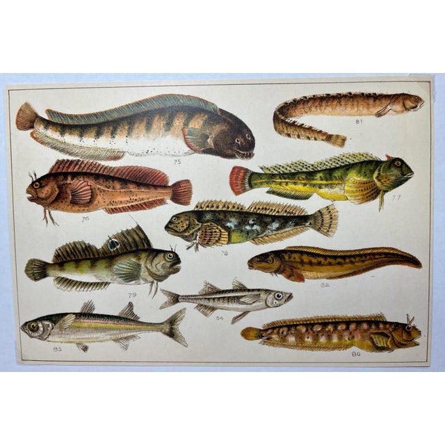 Illustration Antique Fish Print From England Featuring Catfish, Tompot, Shanny and Varieties of Blenny & Atherine Fish - Circa 1902 For Sale - Image 3 of 12