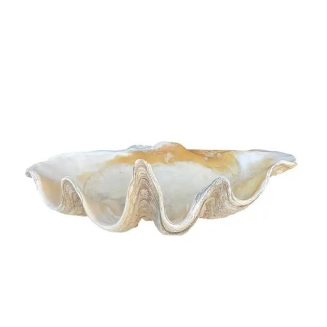 Contemporary Large Natural South Pacific Tridacna Gigas Giant Clam Shell Specimen For Sale - Image 3 of 10