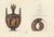 Albert Genick, Greek Lidded Amphora with Classical Figures, 1883, Lithgraph For Sale - Image 4 of 10