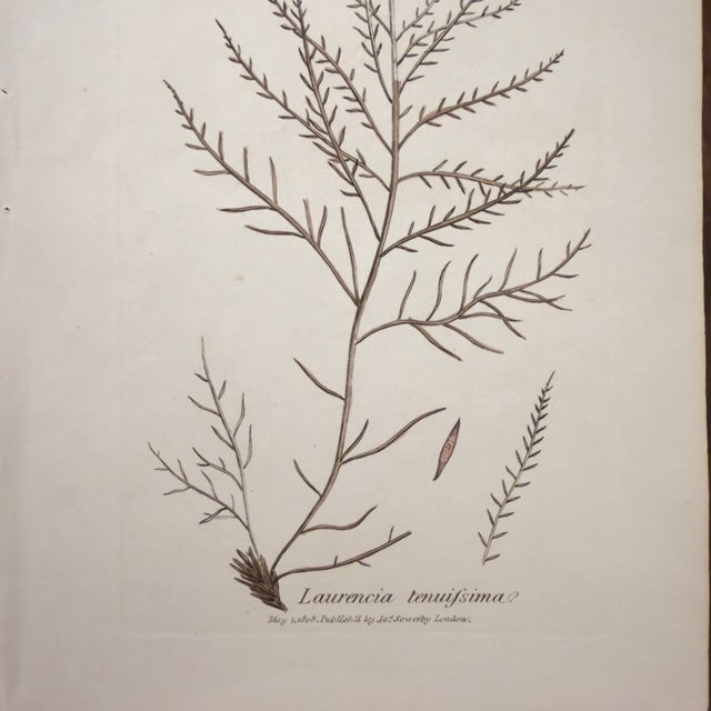 Brown Framed Pair of Antique Sowerby Seaweed Prints | English Marine Botany For Sale - Image 8 of 12