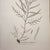 Brown Framed Pair of Antique Sowerby Seaweed Prints | English Marine Botany For Sale - Image 8 of 12