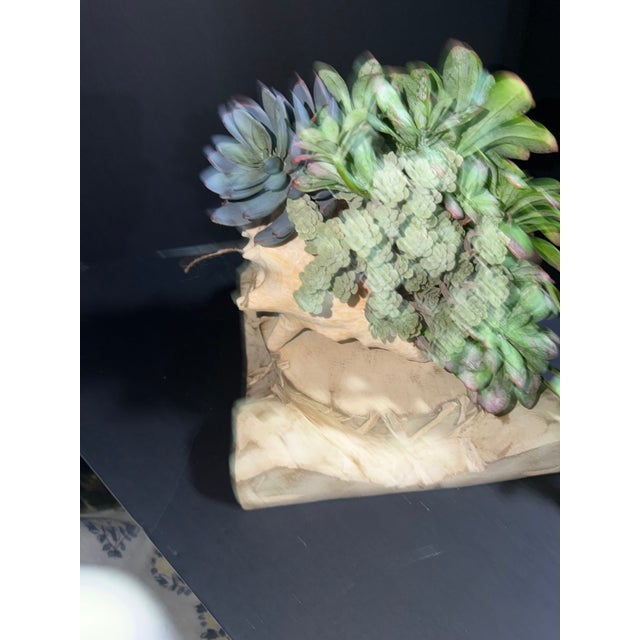 Celestial Meets the Sea Succulent Arrangement For Sale In Chicago - Image 6 of 6
