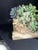 Celestial Meets the Sea Succulent Arrangement For Sale In Chicago - Image 6 of 6