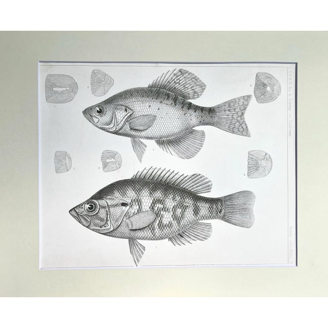 Original Antique fish lithograph of the California Perch. Produced by The Pacific Railroad Surveys, published between 1855...